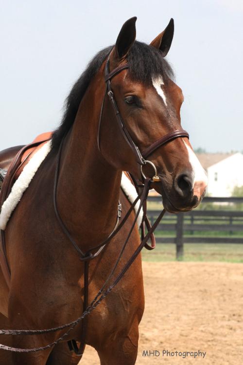 Dressage Horse For Sale Berkley 2006 American Warmblood Lower Level